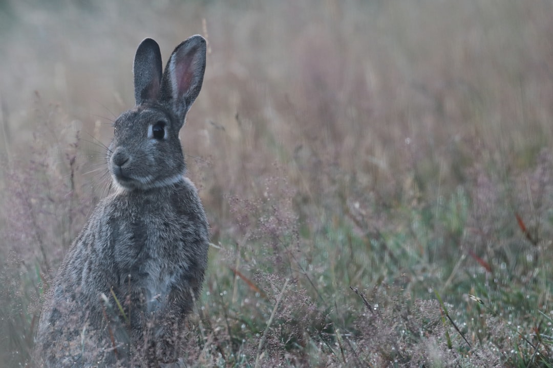 Photo Laconejaaa: Rabbit, Carrots